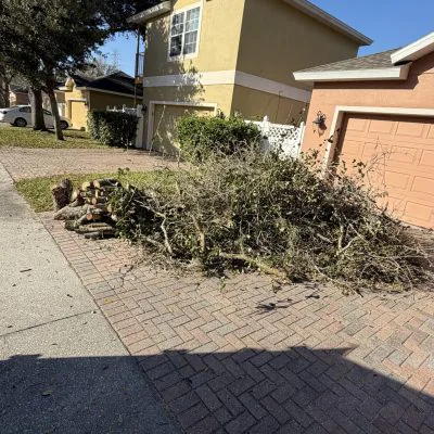Tree Branches Removal
